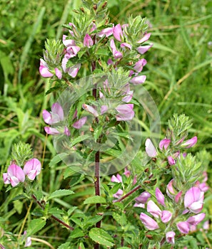 In nature, ononis spinosa grows among grasses