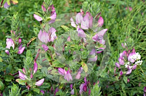 In nature, ononis spinosa grows among grasses