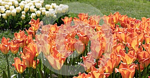 Nature. Orange Tulip. Flowers. Garden. Flora