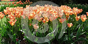 Nature. Orange Tulips. Flowers. Garden. Flora