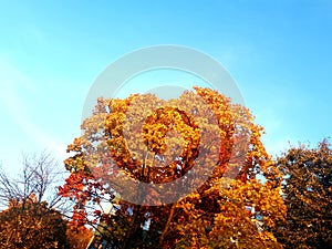 Bright autumn tree