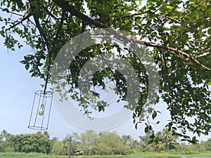 Nature outdoor tree with lamp light in daylight