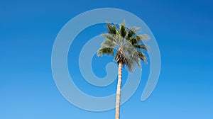 nature palm trees blue sky