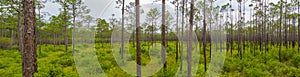 Nature panorama Apalachicola National Forest Florida USA