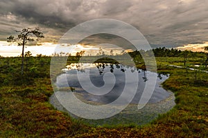Nature Panorama landscape bog lake in Estonia