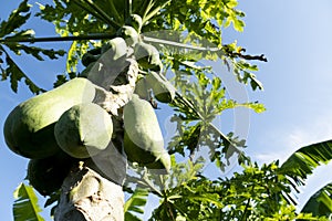 Nature of papaya fruit on the tree under blue sky.