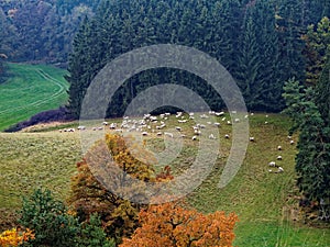 Nature park landscape at fall with flock of sheep grazing