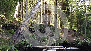 Nature park with pond. tree trunk. wooden bench