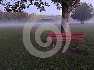 Nature park red bench tree fog