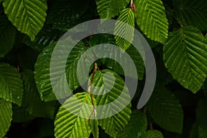 Nature park spacious