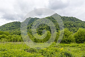 nature park , spring mood, walk through the forest and glades