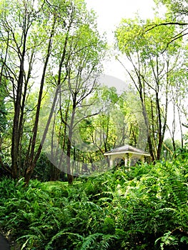 Nature park tall trees and pavilion