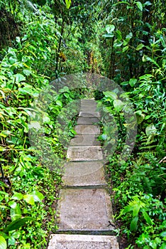 Nature Path in Colombia photo