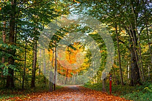 Nature path in a danish forest at autumn