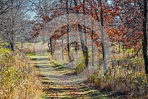 Nature Path Through Forest Preserve