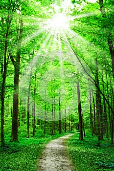 Naturaleza. El camino en Bosque amanecer 