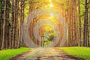 Nature path pass through pine tree garden and sun light shine through leaves.