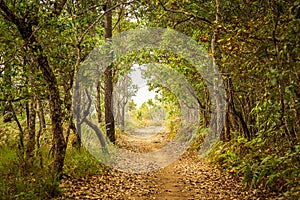 Nature pathway in forest tunnel background