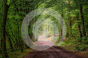 Nature pathway in a green dark forest