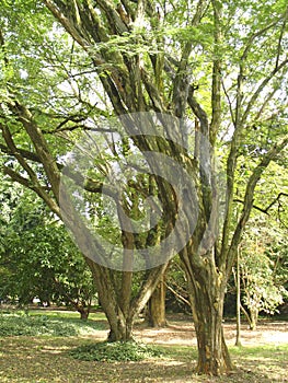 Nature patterns of Caesalpinia granadillo trunks a tree species native to Venezuela South America