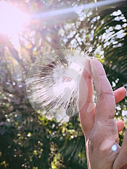 Nature peace sun kissed milkweed seed