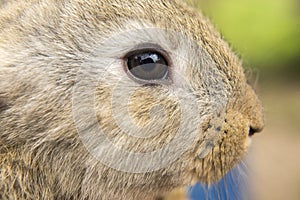 Close up of baby rabbit eye in a farm background photo