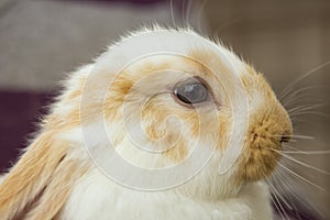 Close up of baby rabbit eye in a farm background photo