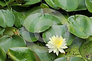 Nature. Photo of beautiful Nymphaea flower