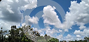Nature photo bluesky in forest