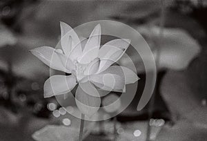 Nature photo film: Lotus flowers. This is beautifull flowers.