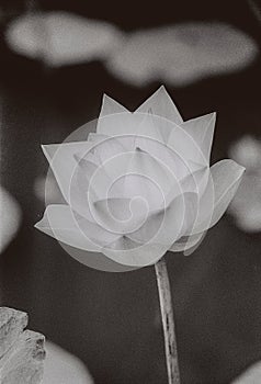 Nature photo film: Lotus flowers. This is beautifull flowers.