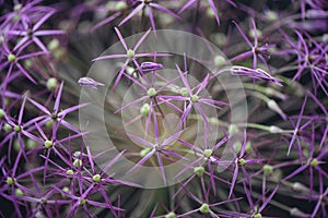 Close up abstract flower photography image of a pink purple allium plant with depth of field and blur background
