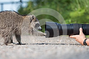 Nature Photographer`s Close Encounter With Raccoon