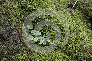 Nature photography. Clover growing on moss.