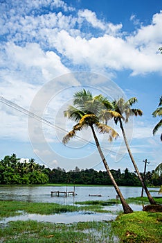 Nature photography - Coconut tree against blue sky and white clouds