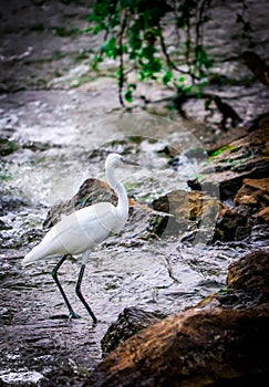 Nature photography , crane , bird , wildlife