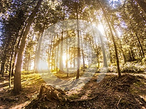 Nature photography in a forest with sunlight