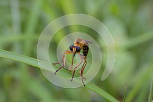 Nature Photography at Pyin Oo Lwin Garden.