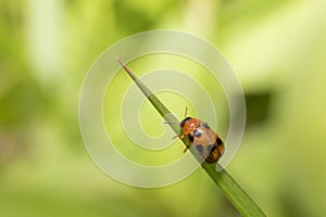 Nature Photography at Pyin Oo Lwin Garden.