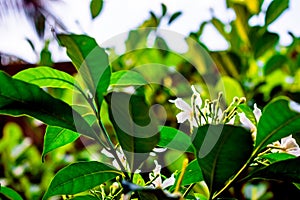 Nature photography of white tugger flower with fresh green leaves, buds on branch of tree at garden. Beautiful periwinkle or