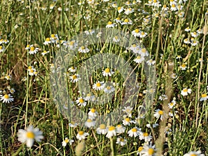 Nature photos from the surroundings of Hamburg in summer