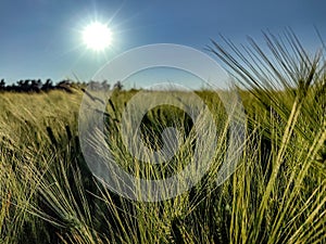 Nature photos from the surroundings of Hamburg in summer