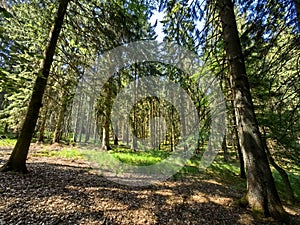 Nature photos from the surroundings of Hamburg in summer