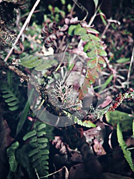 Nature  Phulchowki  Nepal  Beauty  2600M