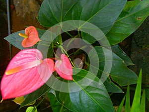Nature pink flower of srilanka photo