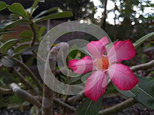 Pink frangipani flower