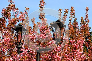 Nature pink sakura background. Vintage street lantern light lamp among beautiful sakura flowers, Japanese cherry blossoms in