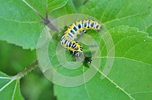 In nature, the plant caterpillars butterfly Cucullia Cucullia pustulata