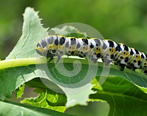 In nature, the plant caterpillars butterfly Cucullia Cucullia pustulata