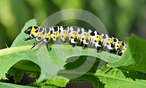 In nature, the plant caterpillars butterfly Cucullia Cucullia pustulata